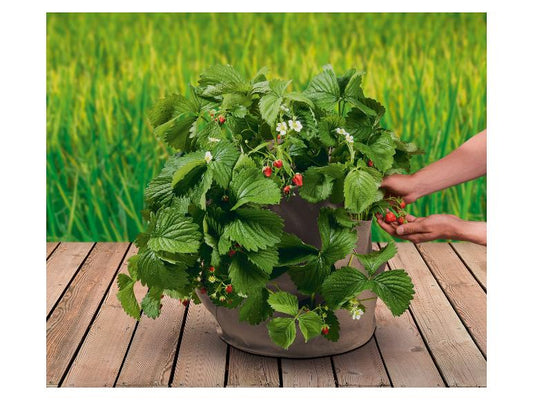 Strawberry Grow Bag, set of 2