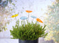 Garden Decoration Colorful Acrylic Flowers 5pcs