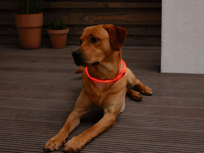 Led Dog Collar