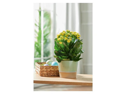 LIVARNO home Vase - Plant Pot (Green)