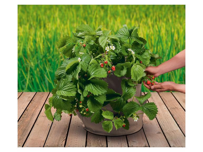 Strawberry Grow Bag, set of 2