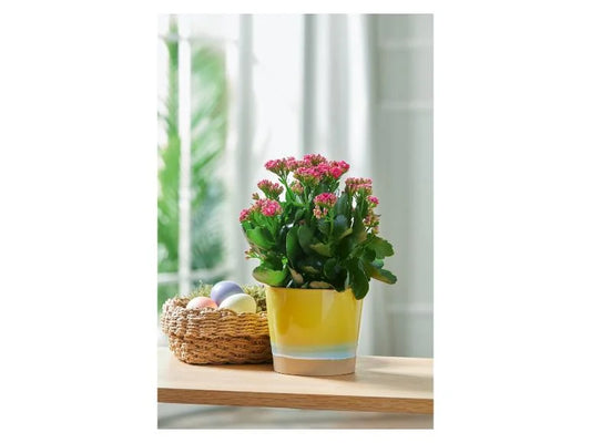 LIVARNO home Vase - Plant Pot (Yellow)