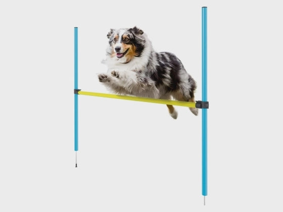 Zoofari® agility hurdle